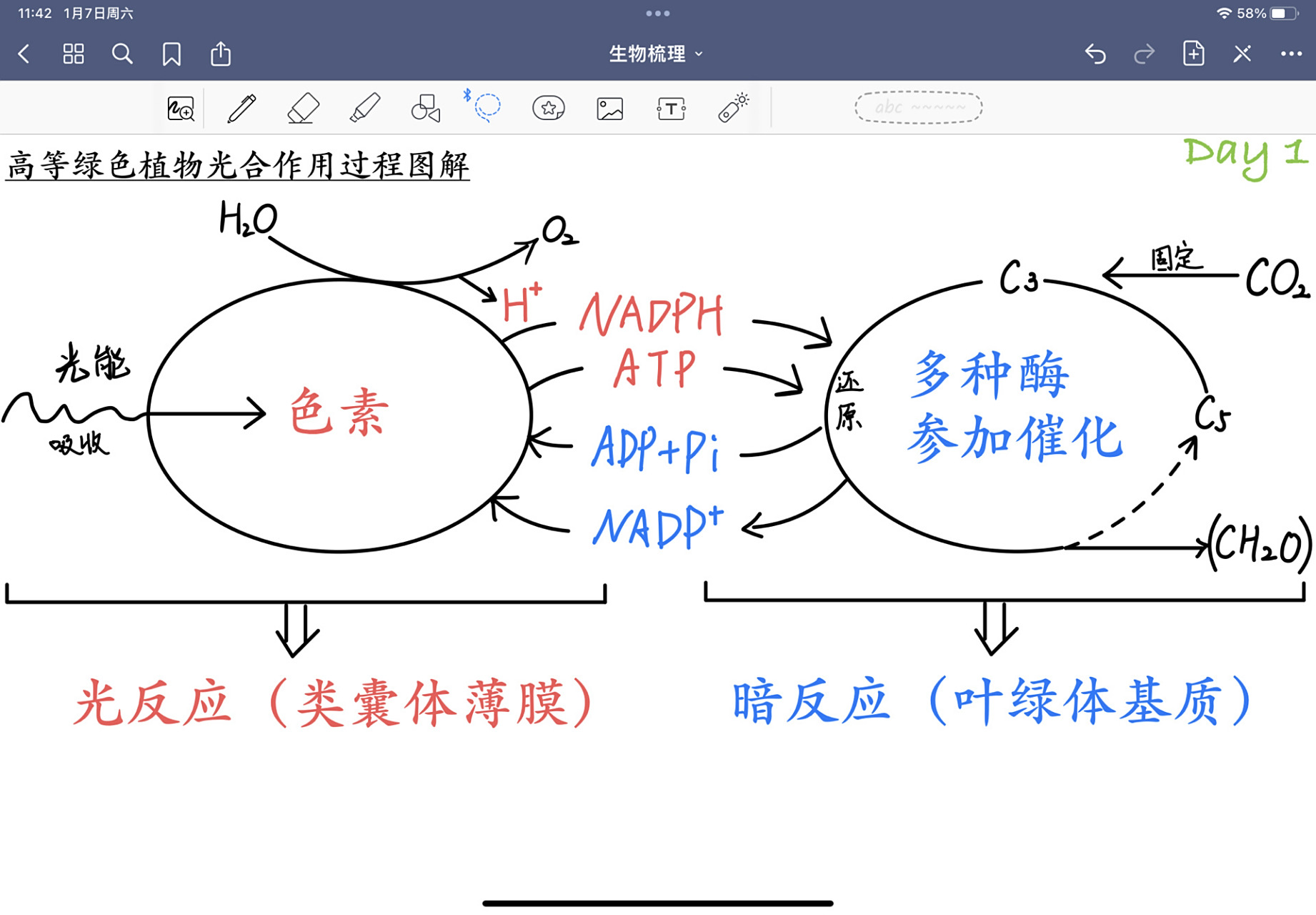 一张图速记光合作用(过程)的方程式 高一生物小tips(day 2)    觉得