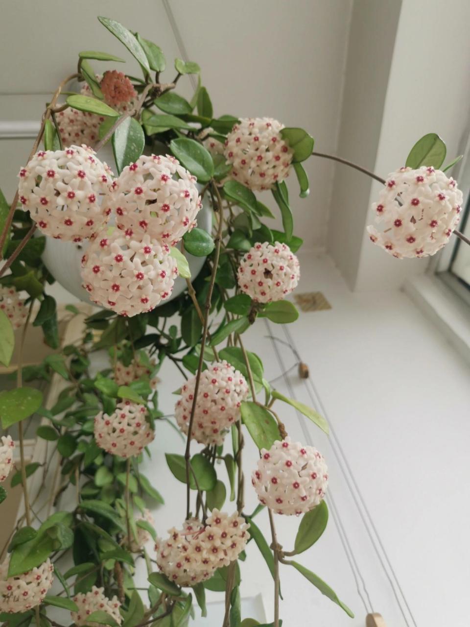 我这盆球兰17年夏天买的,买来俩月开始开花,开了两朵.18年开了十来朵.