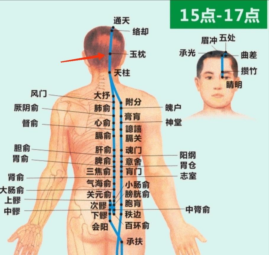 玉枕经穴名出针灸甲乙经在后头部当后发际正中直上25寸旁开13寸平枕外