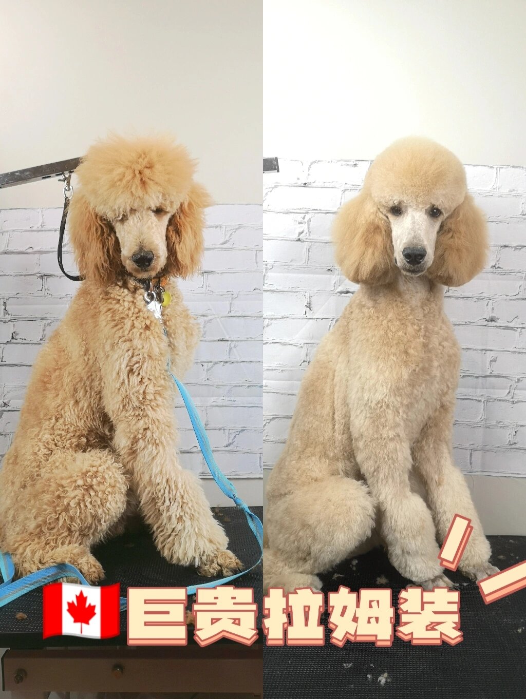 🇨🇦温哥华宠物