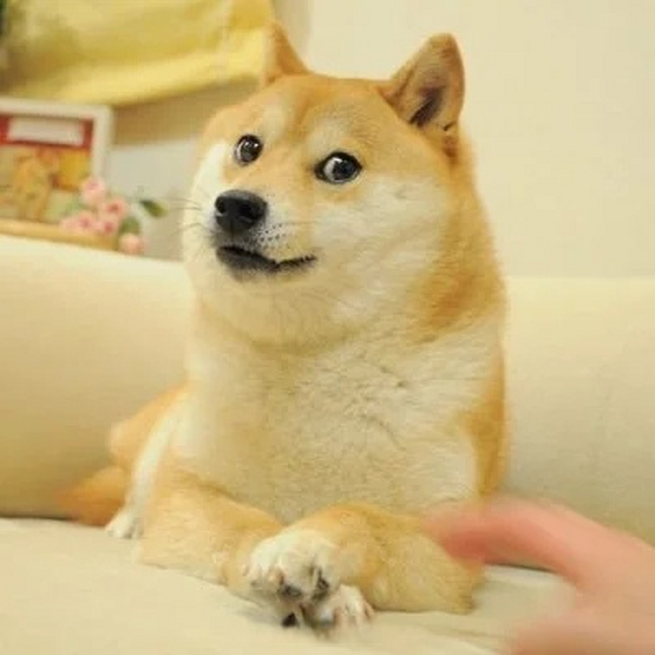 神烦狗doge原型去世# doge这个表情包的原型,柴犬 kabosu 去世了