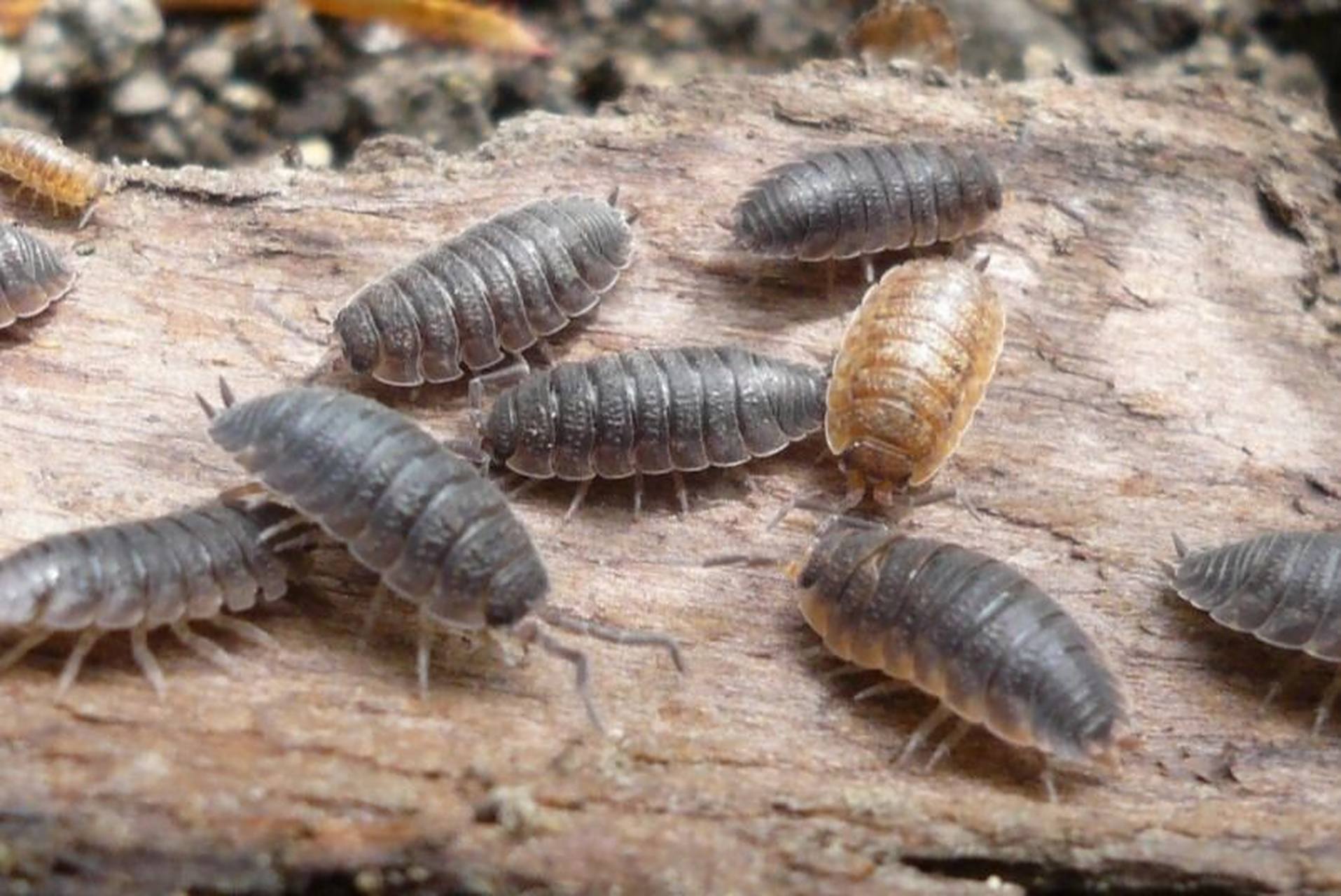 潮虫怕什么 潮虫也叫鼠妇虫,它们如果在家里出现,会在室内阴暗,潮湿的