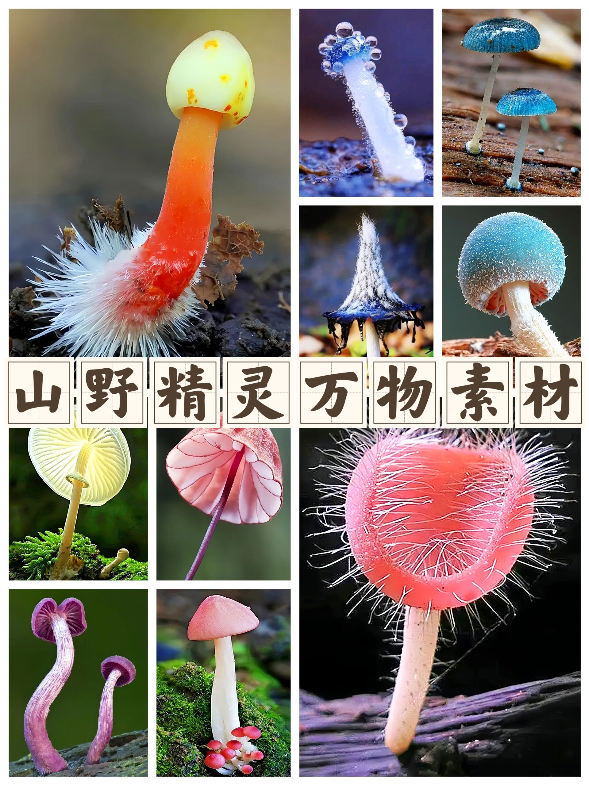 山野精灵万物素材 | 大自然馈赠彩色的蘑菇 难怪云南人这么喜欢蘑菇