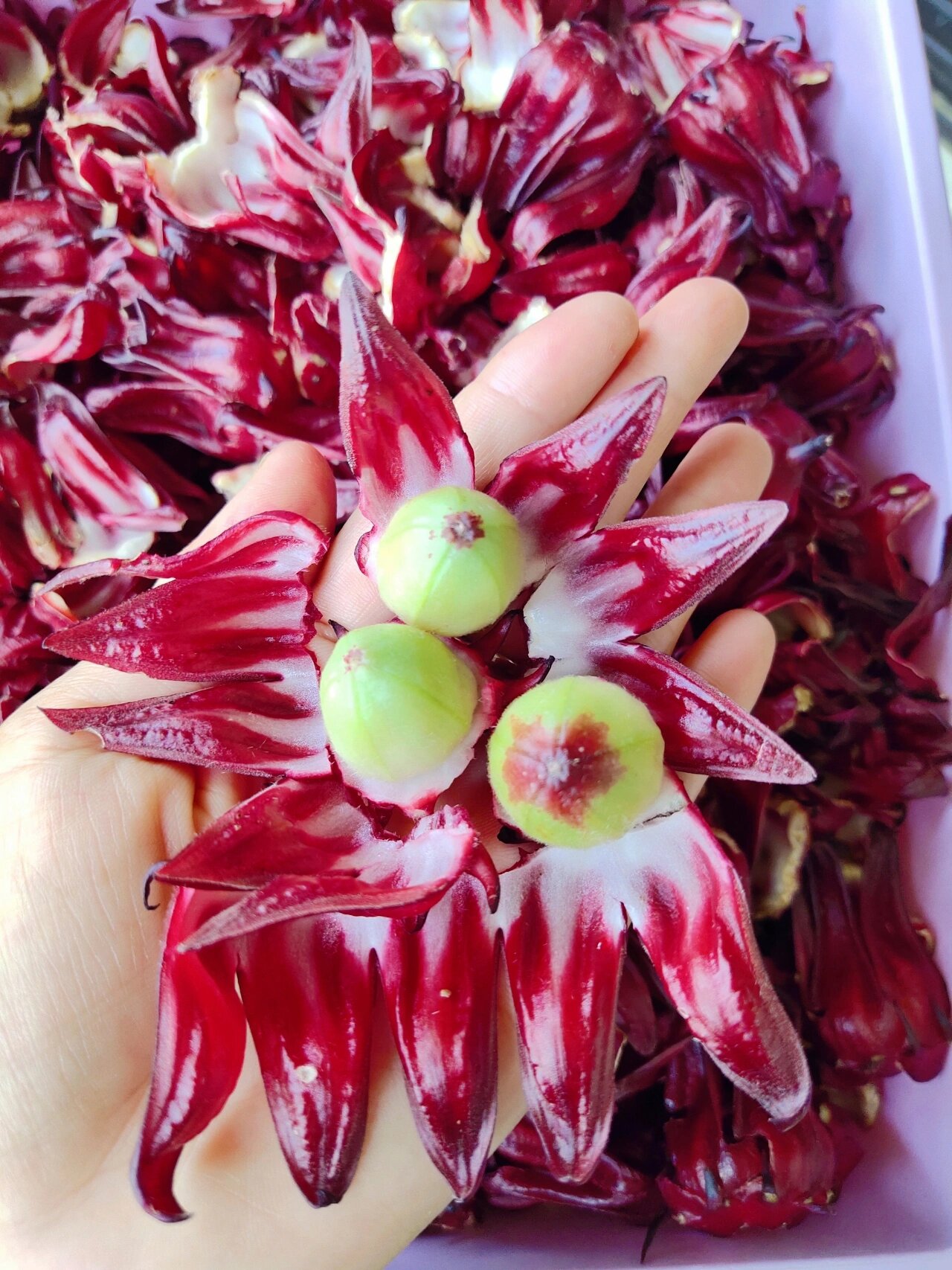 红桃k :红桃k是一种药用价值比较高的植物,也称为玫瑰茄,用它泡酒有