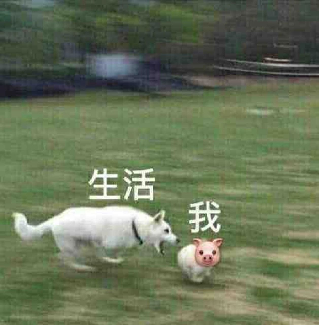 累累表情包 生活和我