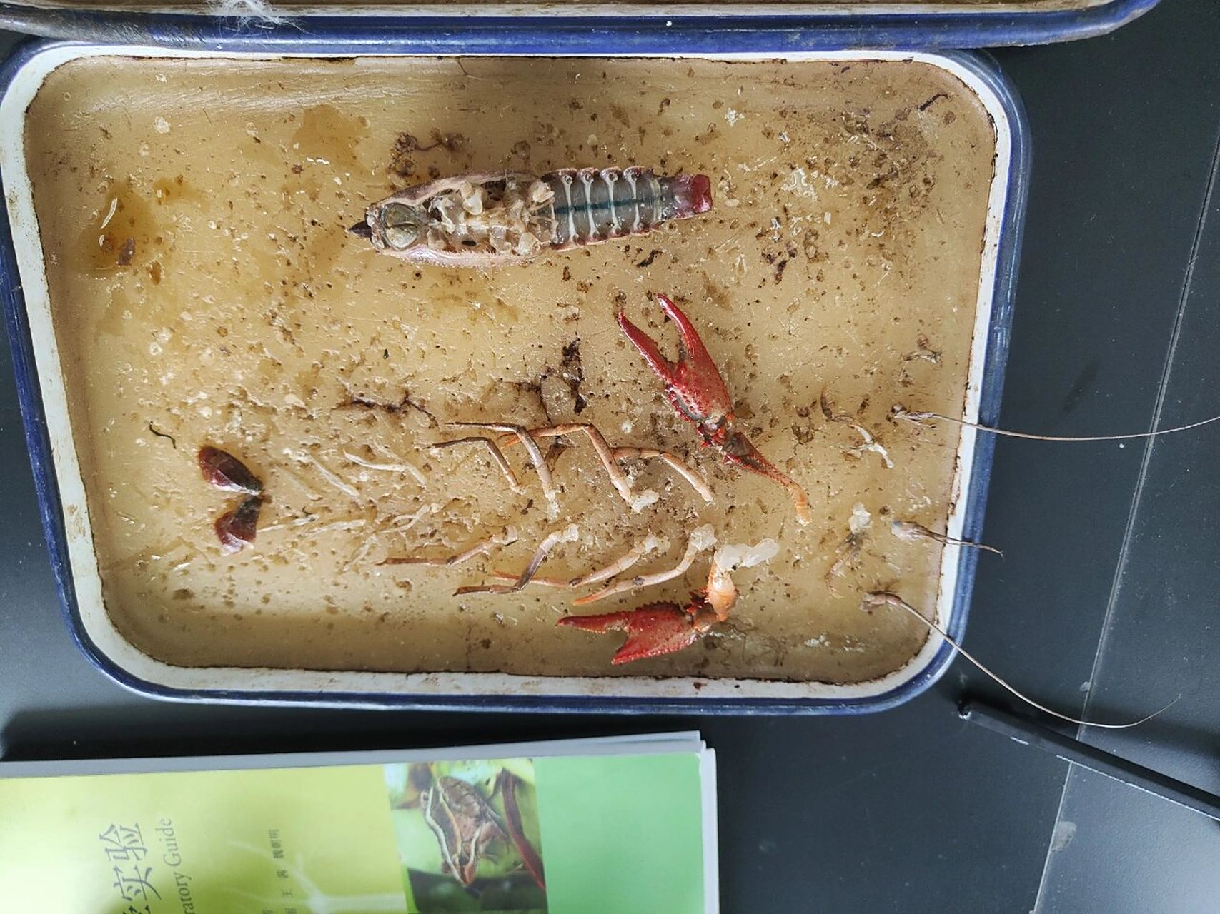 解剖鳌虾 当食物变成实验器材 双手沾染上鲜血