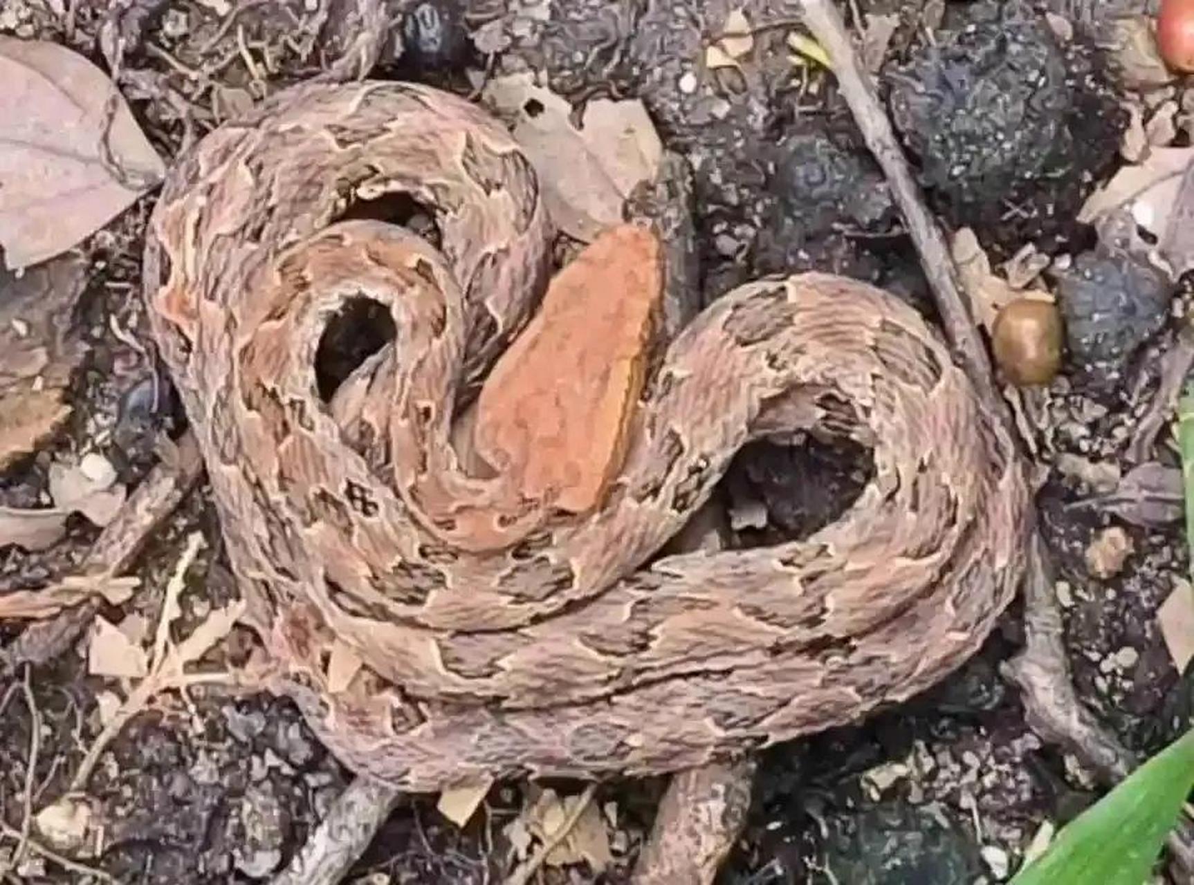 这才是烙铁头,这蛇头看着真板扎.