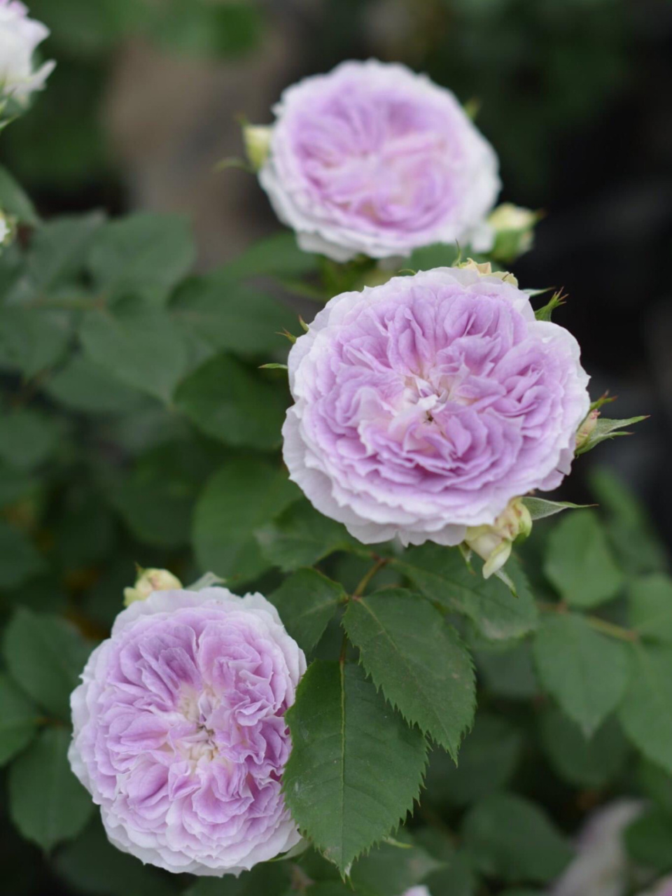 河本月季科普—河本风系列(终篇) 图一 蓝月石(非常火的一款河本,中