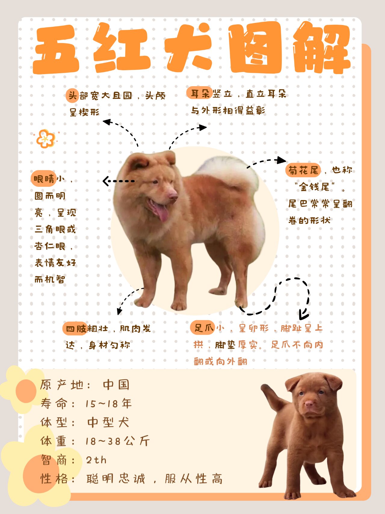 中型犬品种大全聪明图片