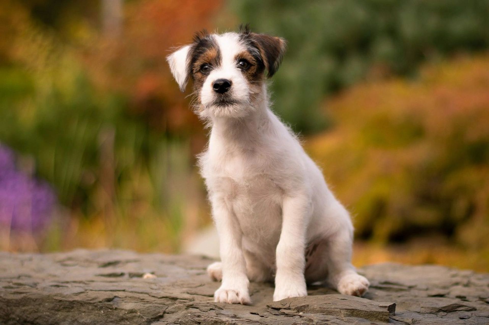 根据美国akc(american kennel club)记载,牧师罗素梗的名字来源于牧师