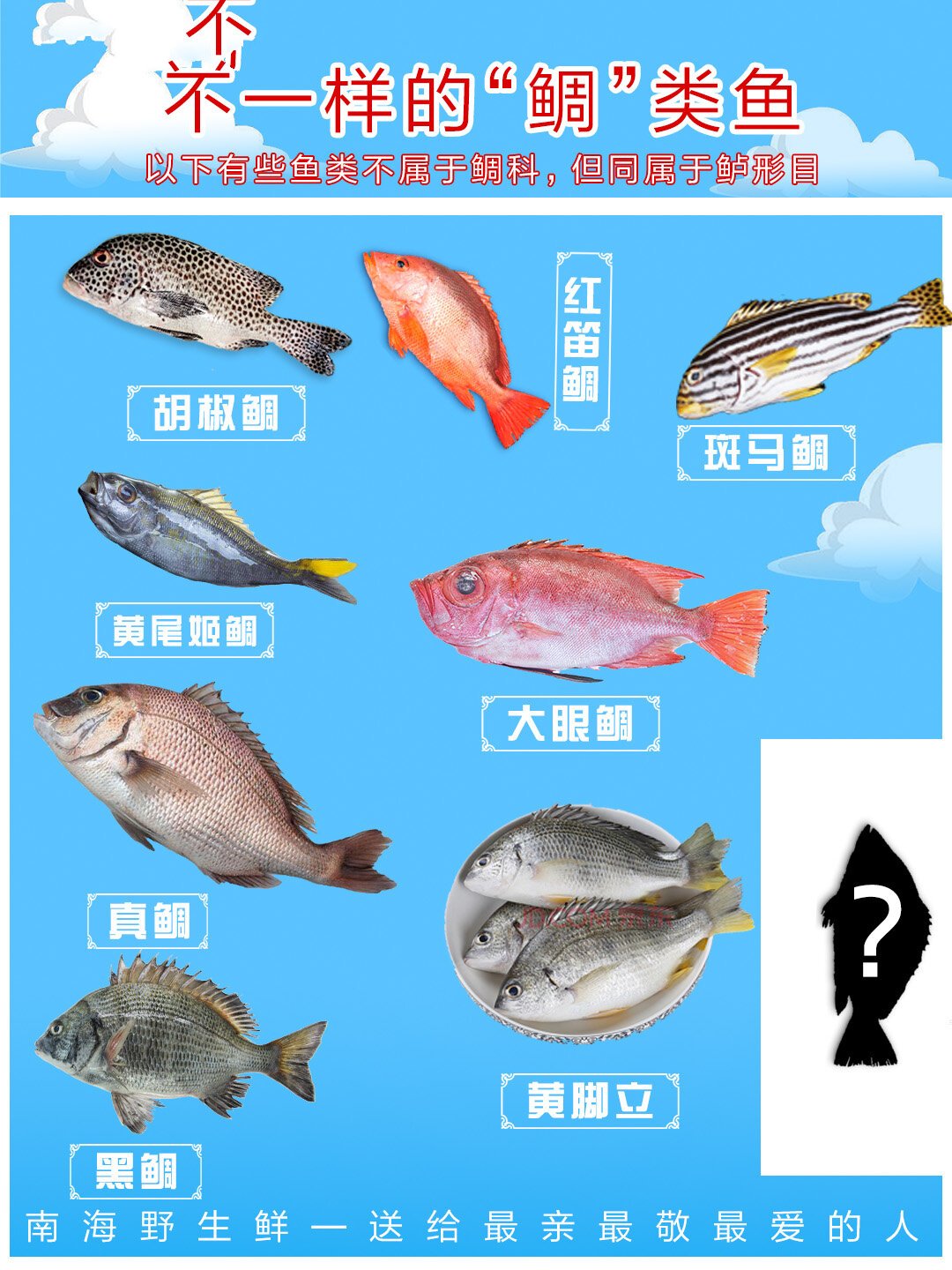 南海常见"鲷"类鱼,最后一种很特别