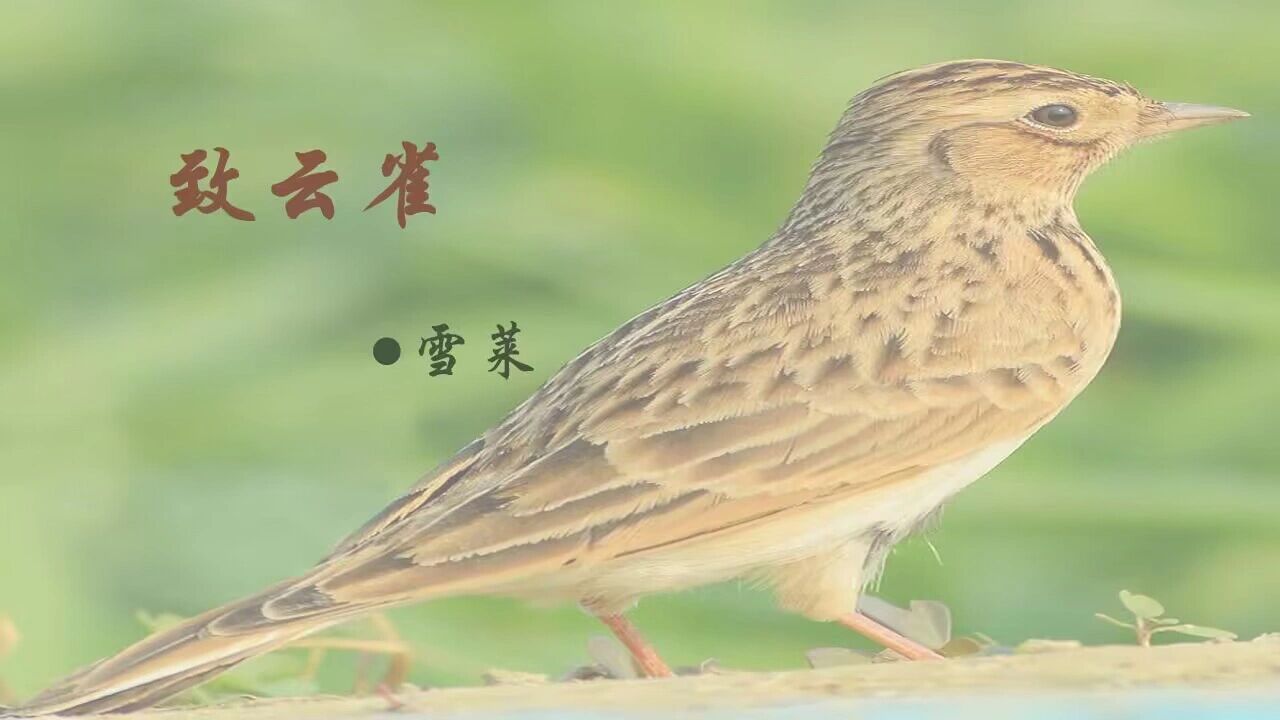 高一语文必修上册《致云雀》课件ppt