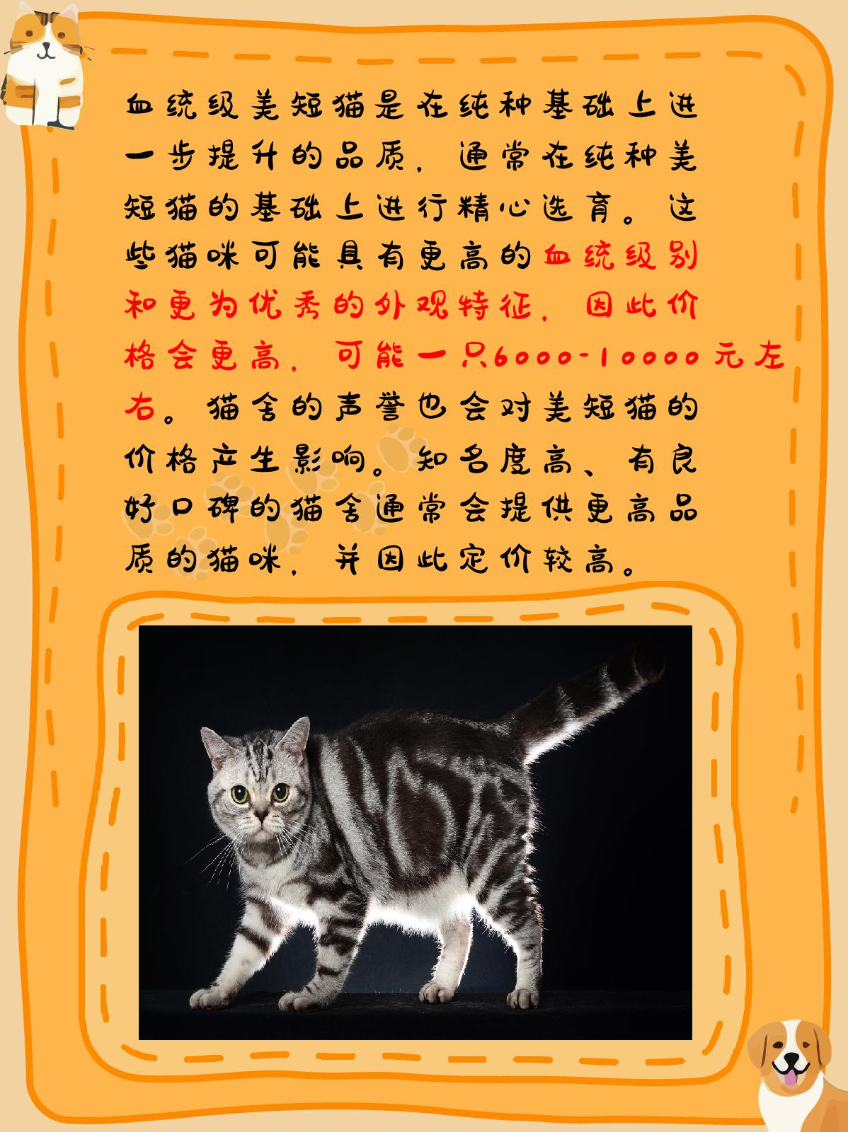 美短猫多少钱一只 美国短毛猫大概2000元12000元之间.