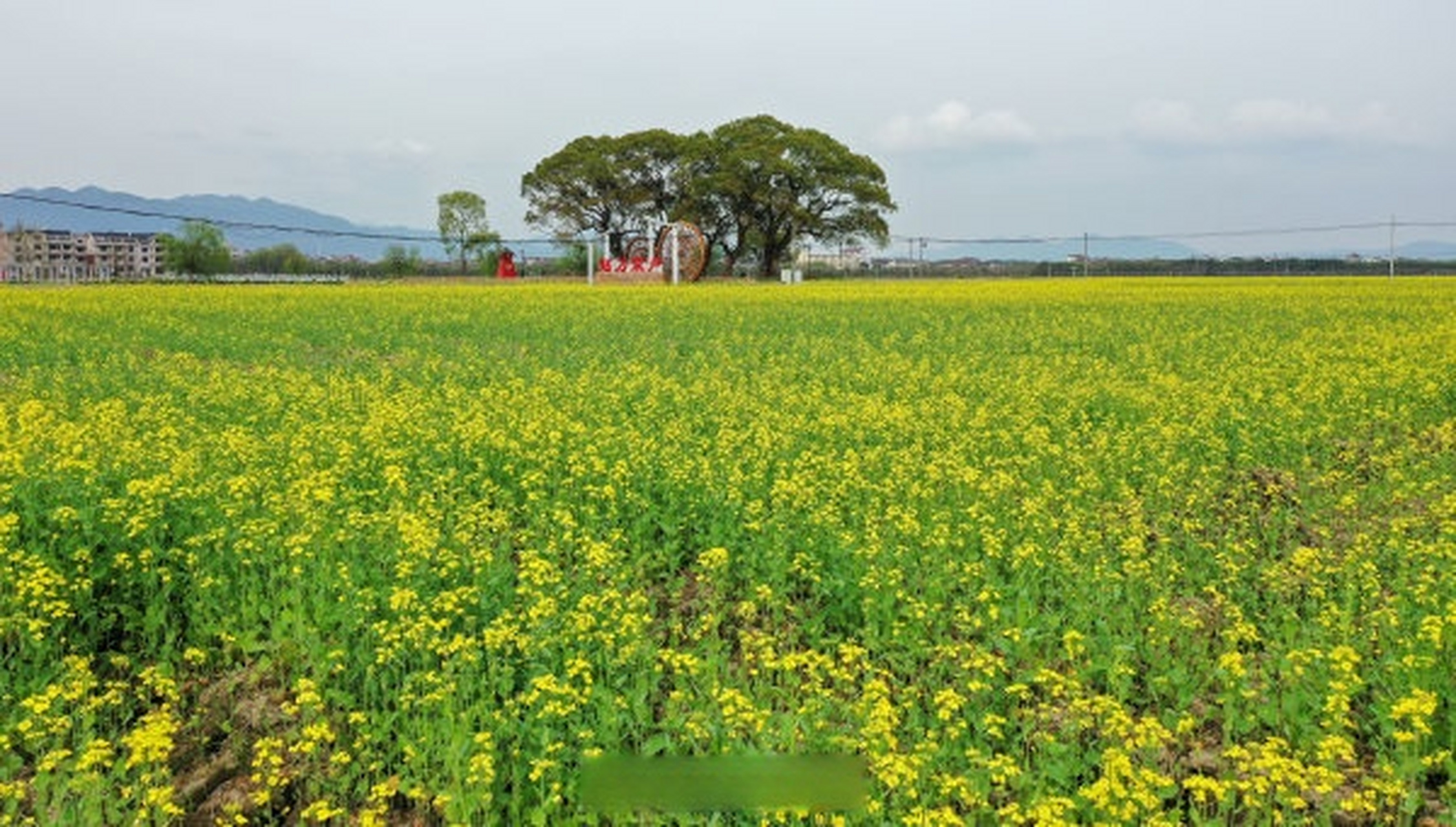 【东阳城东街道寀卢村田园变花海助力乡村振兴】连日来,东阳市城东