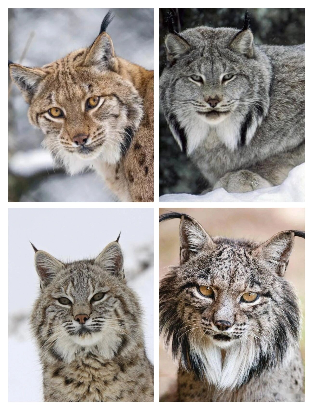 拒绝猞猁属合订本,从我做起 欧亚猞猁,加拿大猞猁,短尾猫,伊比利亚