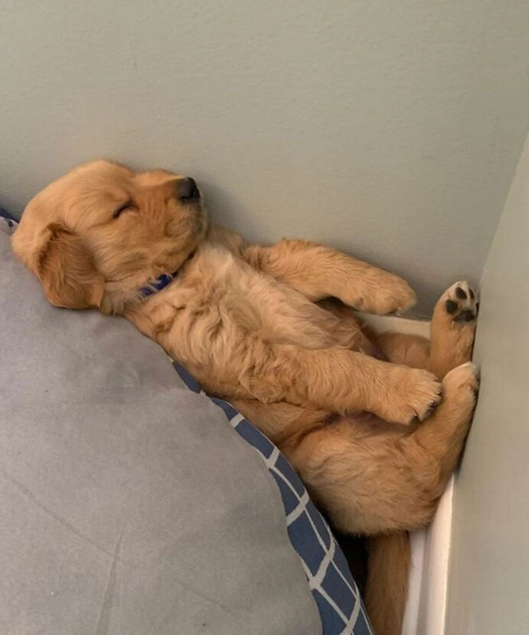 金毛大小便的训练方法 日常养护 07我家小金毛带回来的时候也是走过