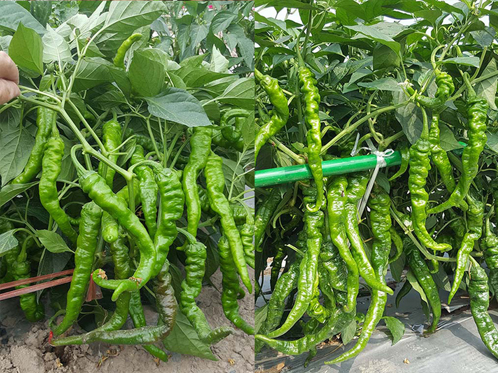 螺丝椒的种植方法 1,大棚0202的种植时机安排 大