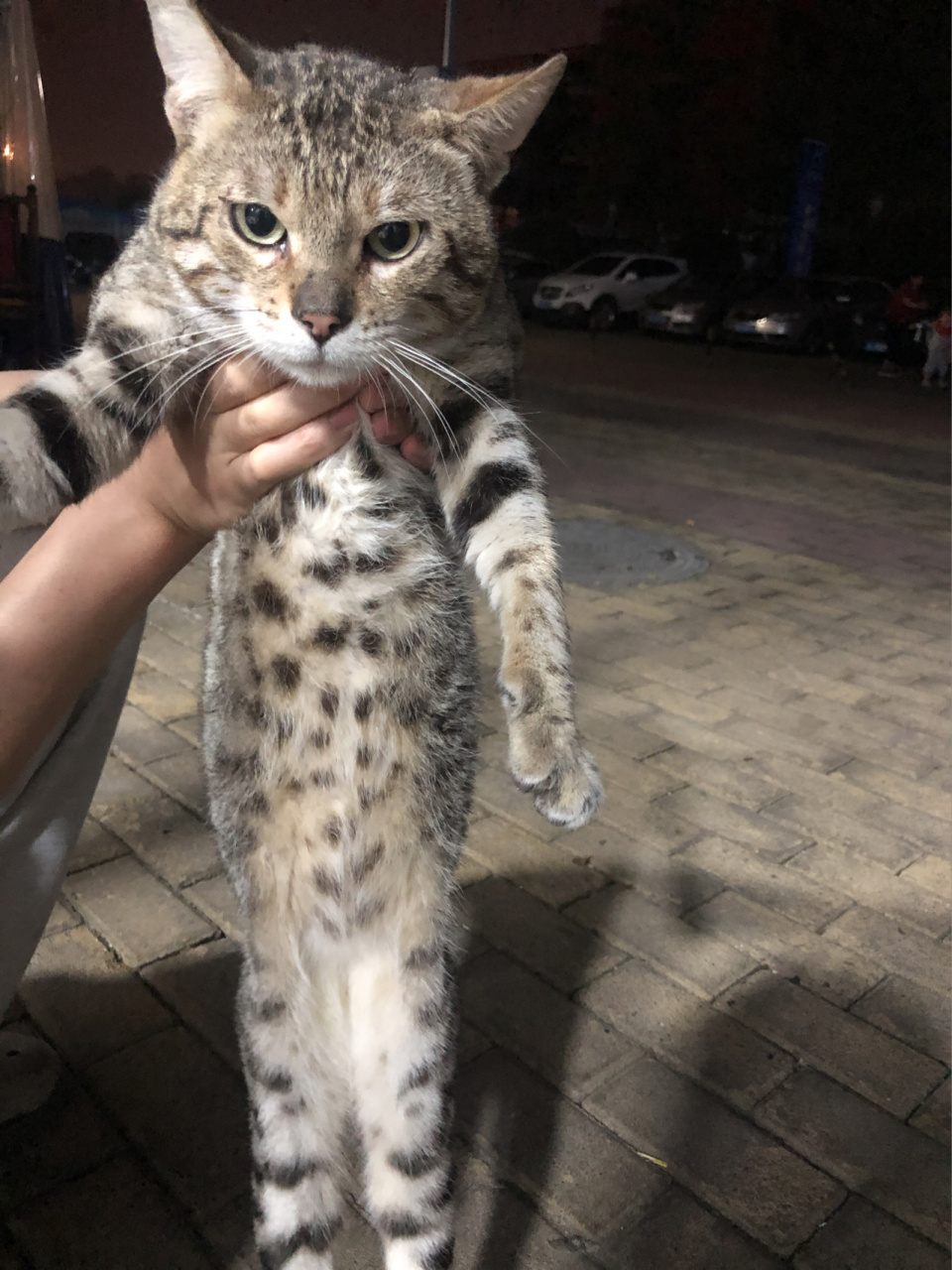 小伙伴来看看这是狸花猫还是豹猫啊