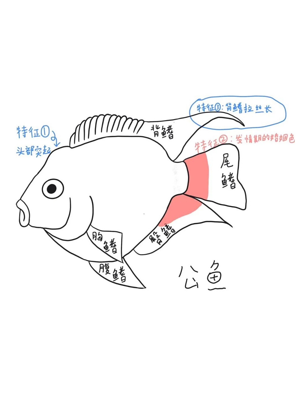 2张图秒懂迷你鹦鹉鱼怎么分公母 一般辨别迷你鹦鹉鱼公母可以从: 1.