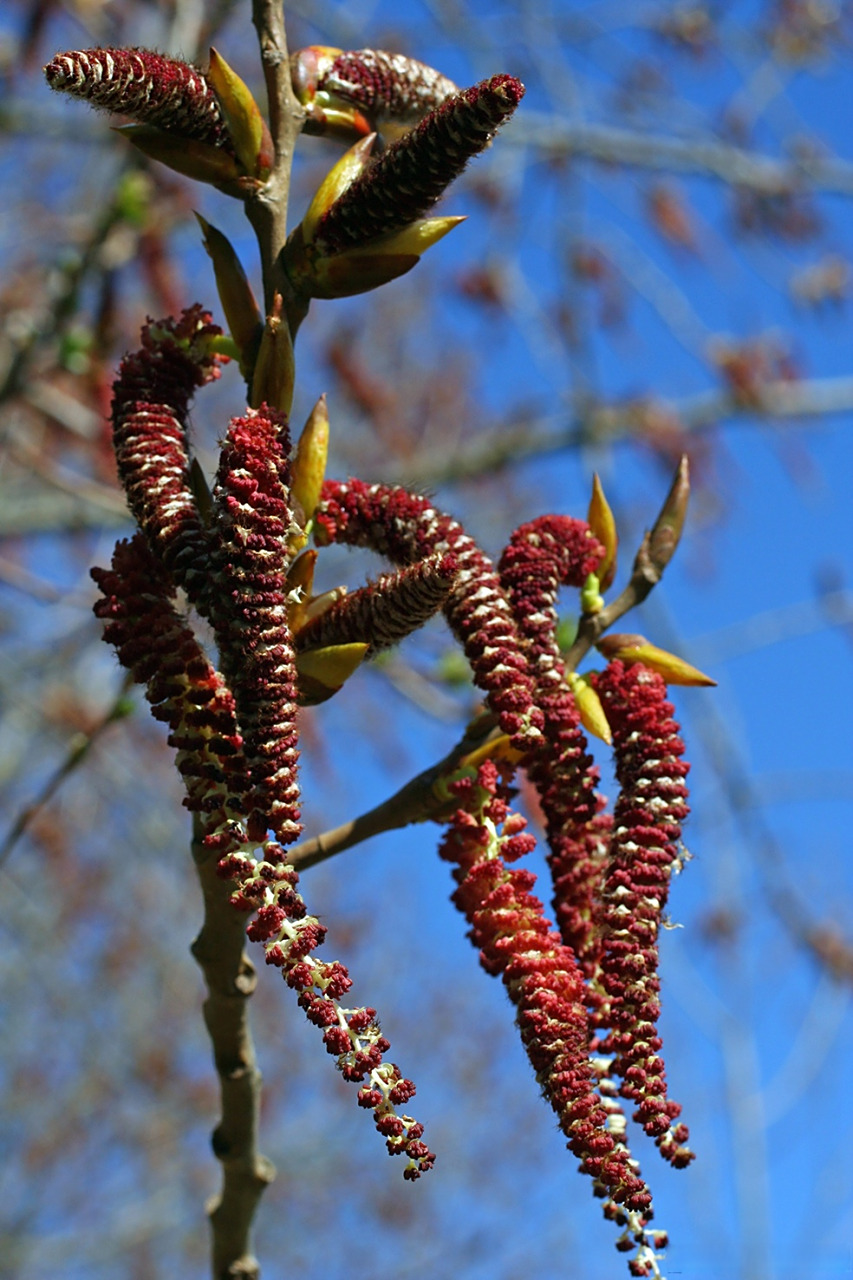 杨树上掉下的"毛毛虫"是杨树的花序,也就是呈穗状的花.