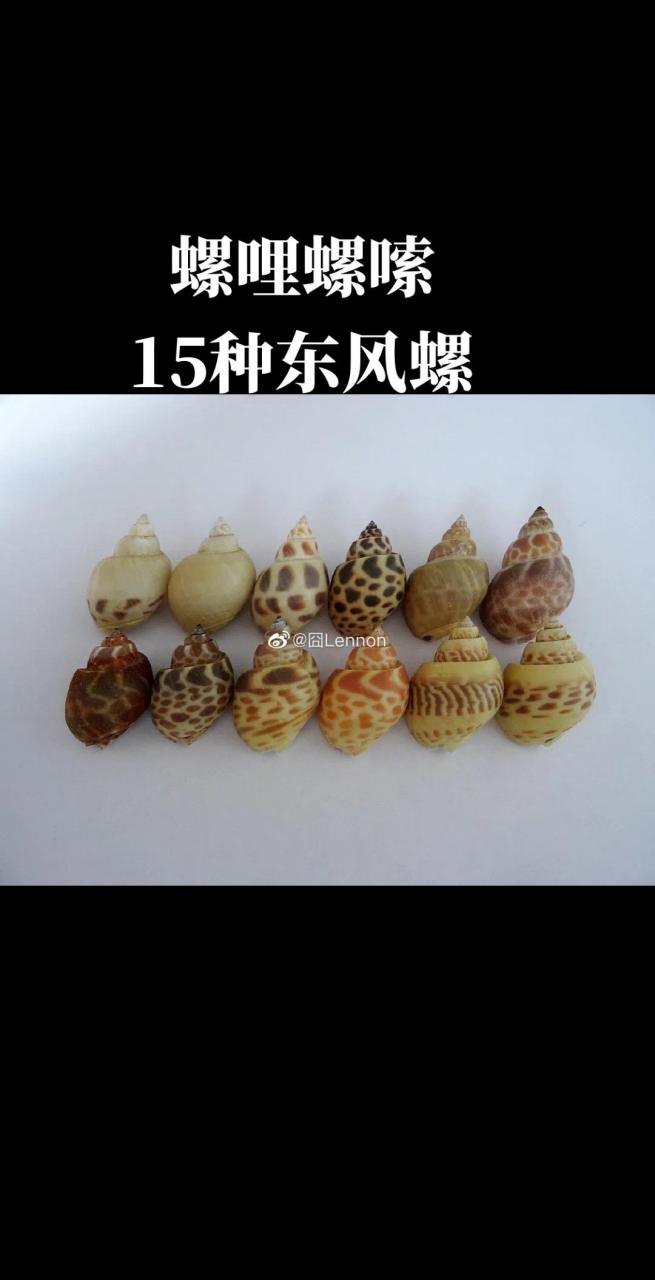 喜欢嗦螺的看过来,普及一下你嗦的15种东风螺