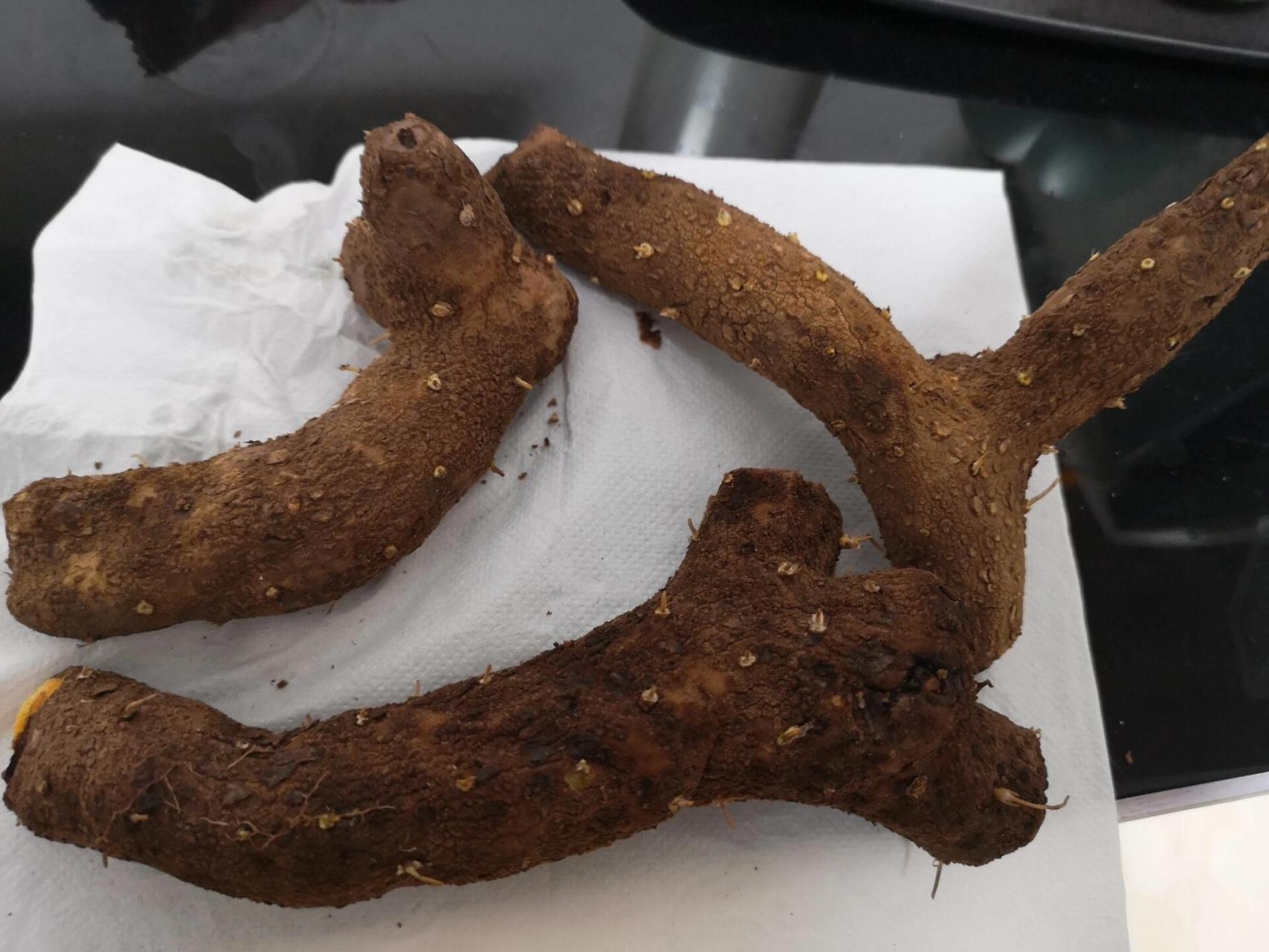 三十多年第一次见. 野生黄姜: 粉粉糯糯,有番薯和苦瓜味?