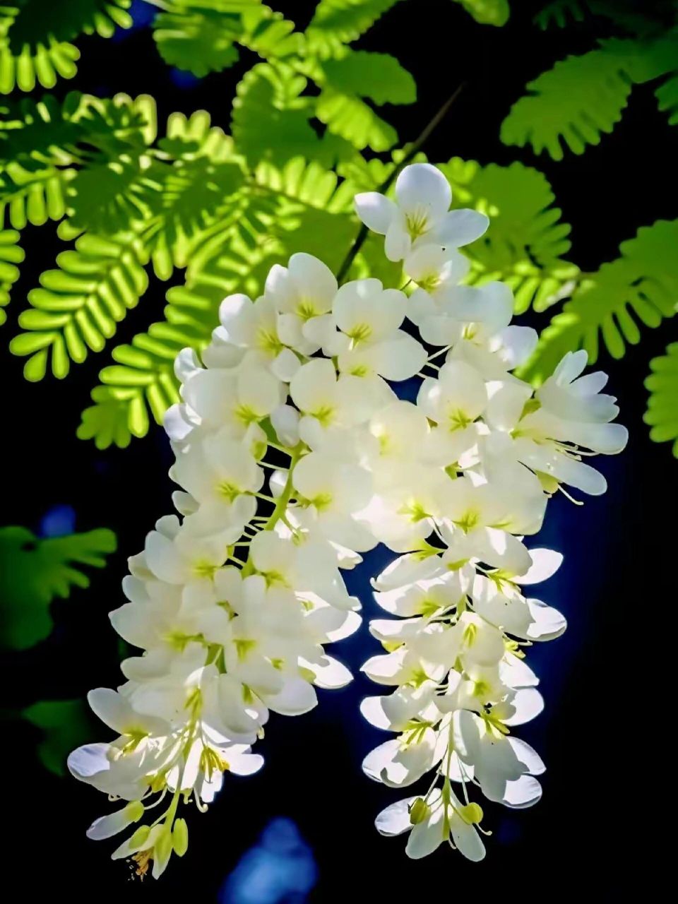 树树槐花沁韵翔,芬芳四溢满城香 槐花飘香的时候,那一串串槐花散发出
