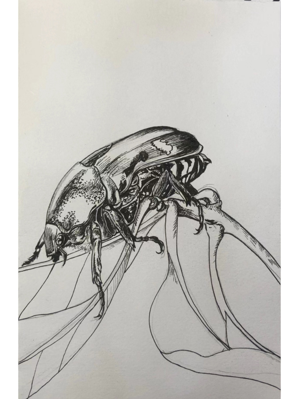 金龟子的种类繁多,形态多样,是鞘翅目中大类群之一,全世界已记有