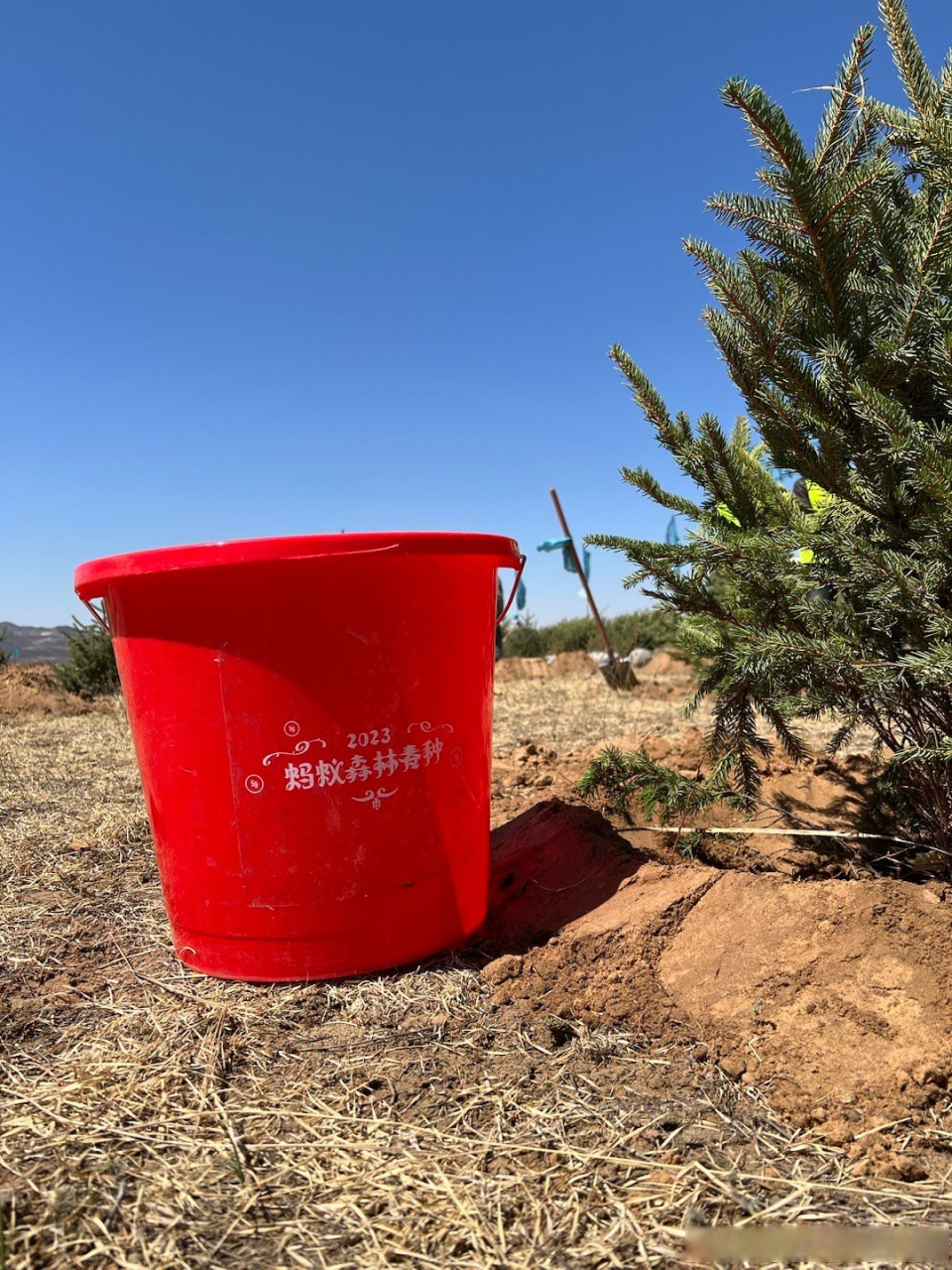 蚂蚁集团再捐1亿元种树#  我在蚂蚁森林种一颗云杉,地球的未来幸