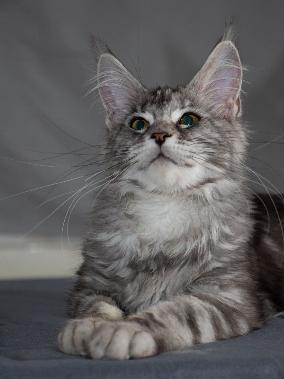 美系缅因猫和俄系缅因猫的区别 图123是俄系缅因猫,七个月体型修长