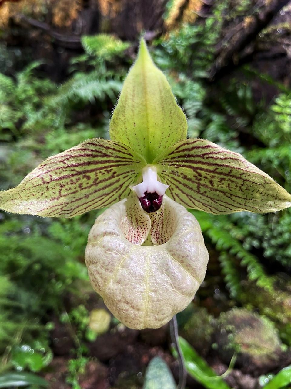 自然笔记|麻栗坡兜兰91 兰科 兜兰属植物 亭亭而立 别致可爱的小