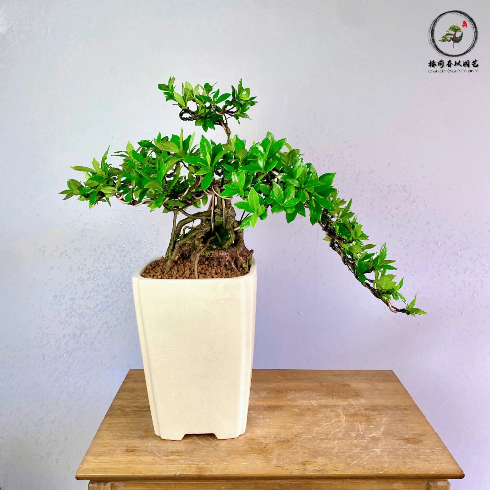 日本达摩清誉喜黛玉栀子花提根造型盆景 栀子花绽放的时候 带来一股