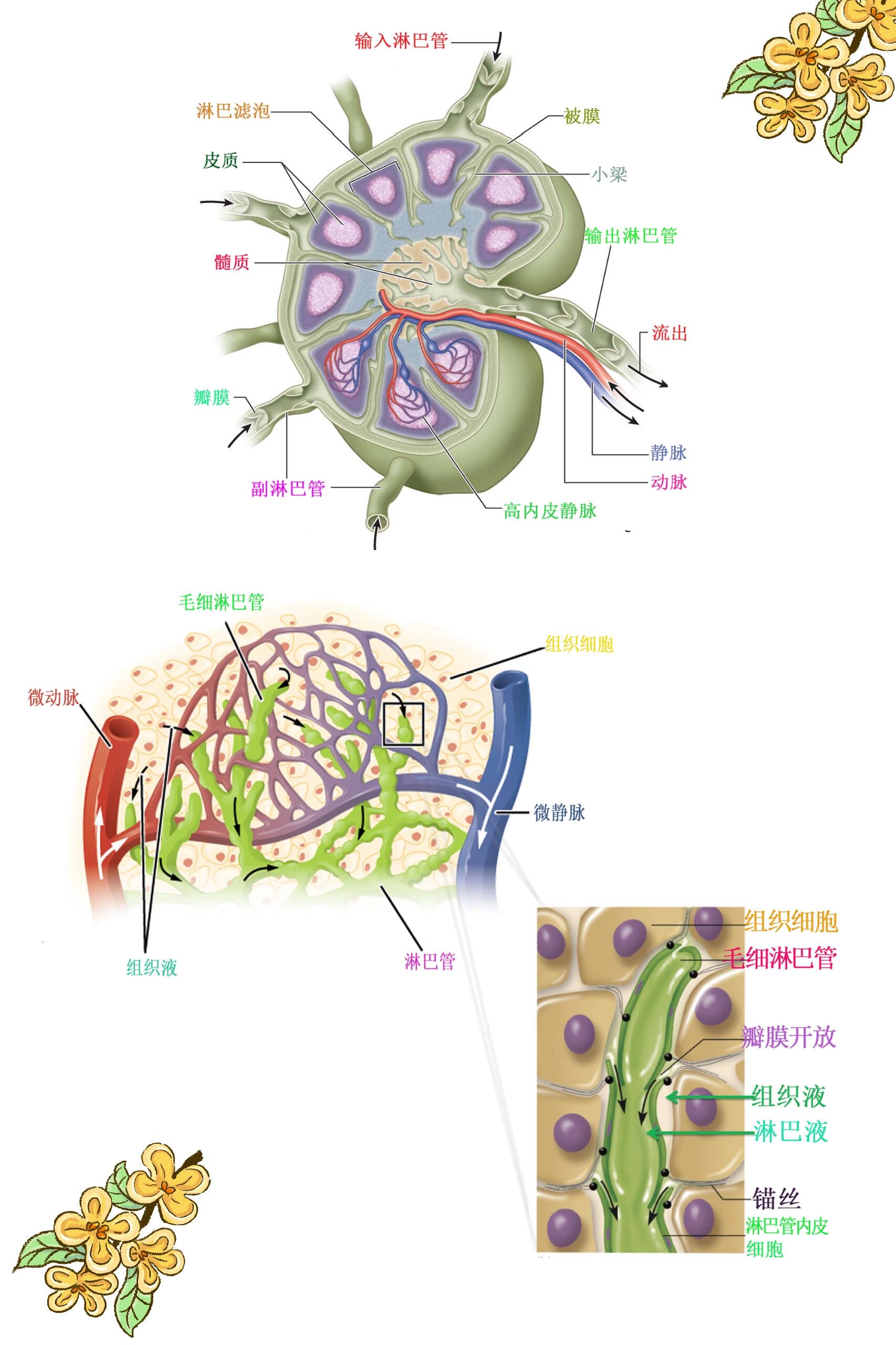 淋巴图片图图片