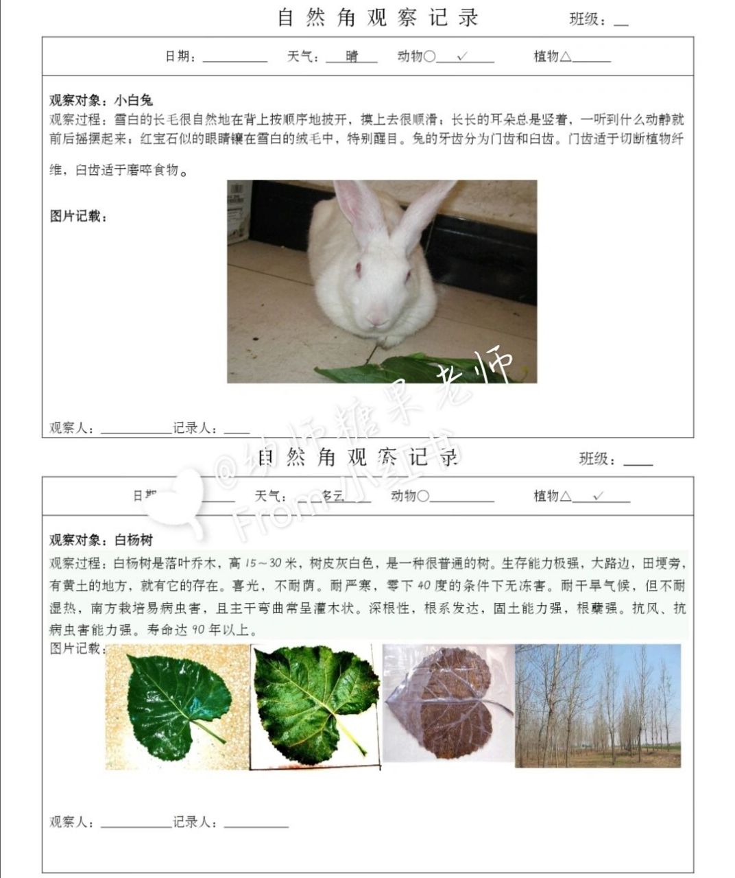 96幼儿园自然角观察记录 92适合大班 #自然角# #幼儿园自然角观察