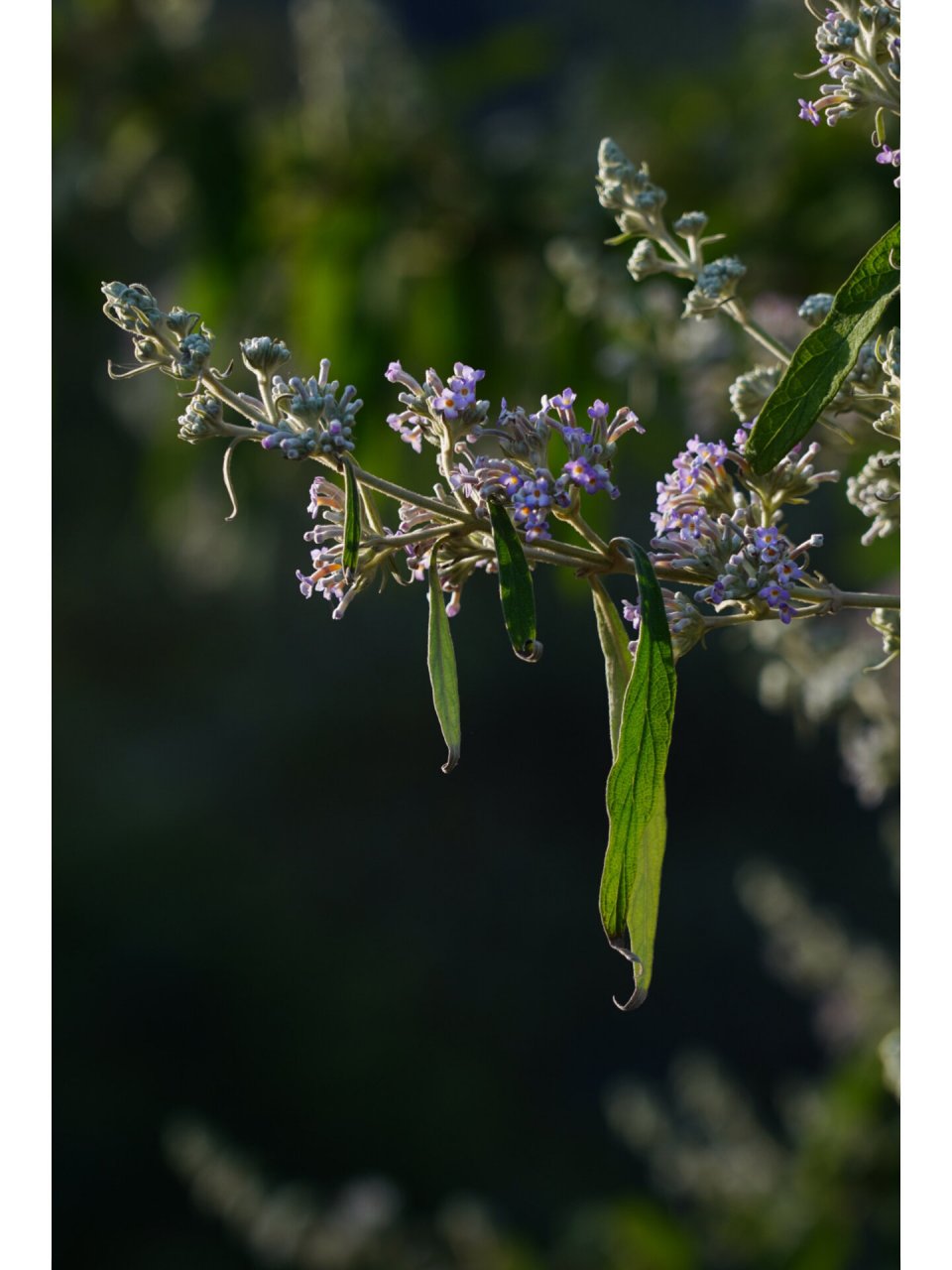 黄蒙拉茉莉花图片