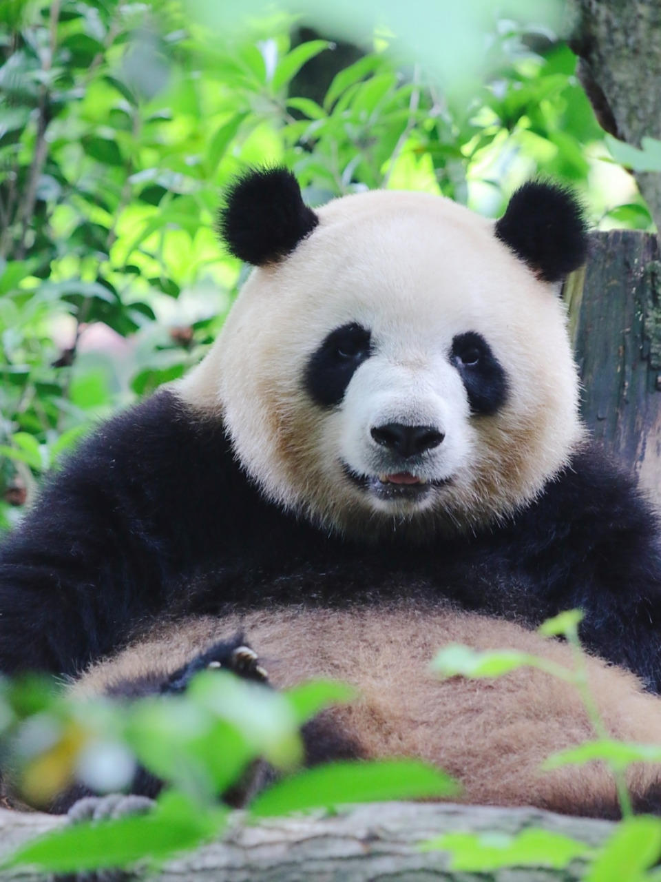 罕见的棕色大熊猫,今天开始在秦岭四宝科学公园与我们见面啦!