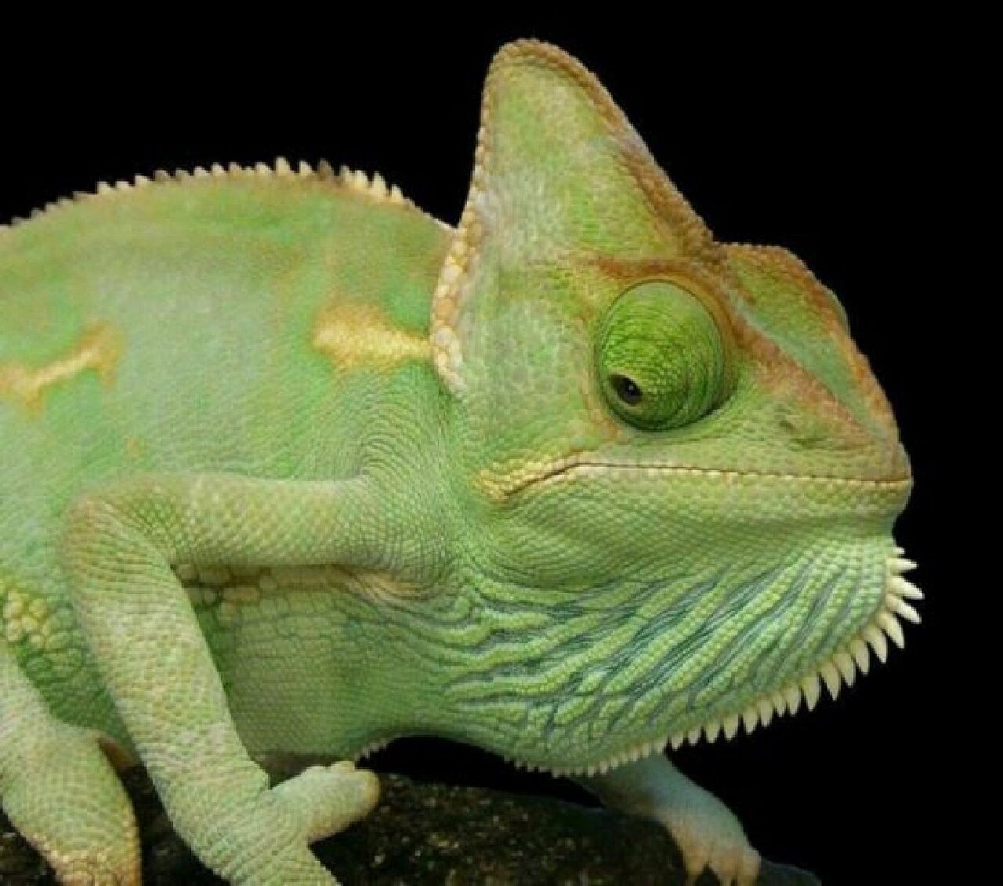 变色龙丨避役科避役属动物06 989898 种类约160多种 9696