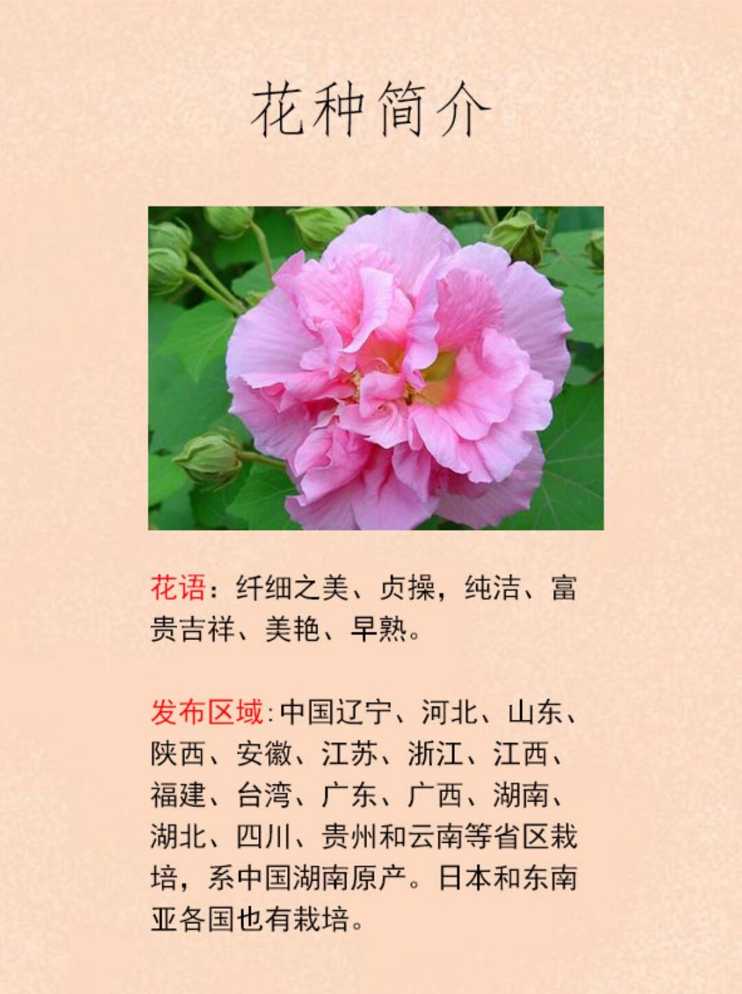 木芙蓉为何叫拒霜花图片