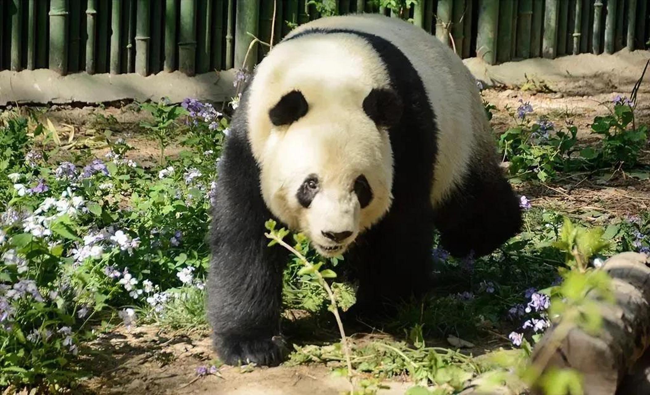 憨厚老实的大熊猫萌二,也有尴尬溢出手机屏幕的时候.