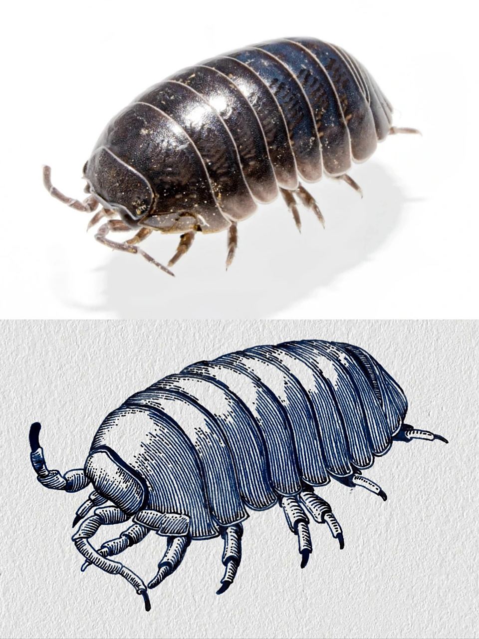 钢笔画|看起来毛骨悚然的西瓜虫 救命98,我怎么喜欢画怎么可怕的小