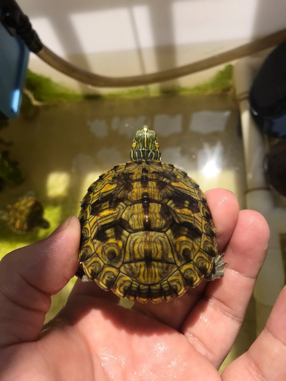 格兰德杂黄耳龟 巴西脸杂交,背甲卡尺6,26甲风水甲,一直冷水养,皮实