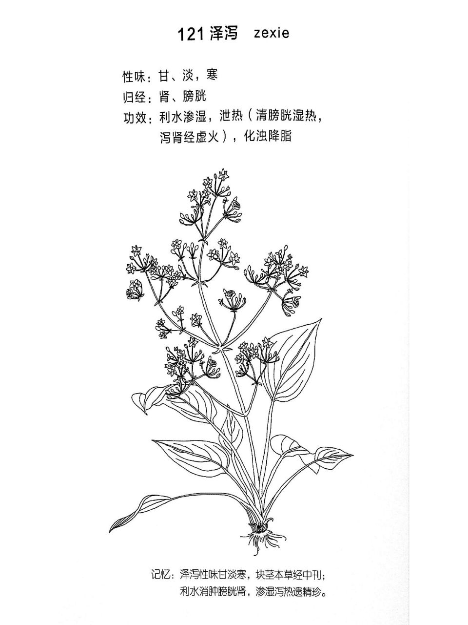 (泽泻,茯苓,猪苓) 今天开始学习利水渗湿药中的利水消肿药!