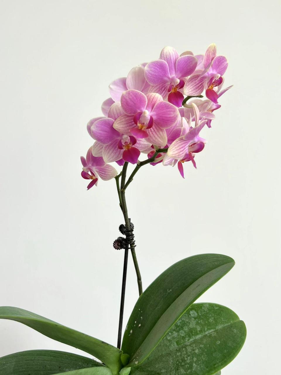 浓香欧品蝴蝶兰—夏日 本年最爱top4,蜡质小花,花期长(正常养护半年没