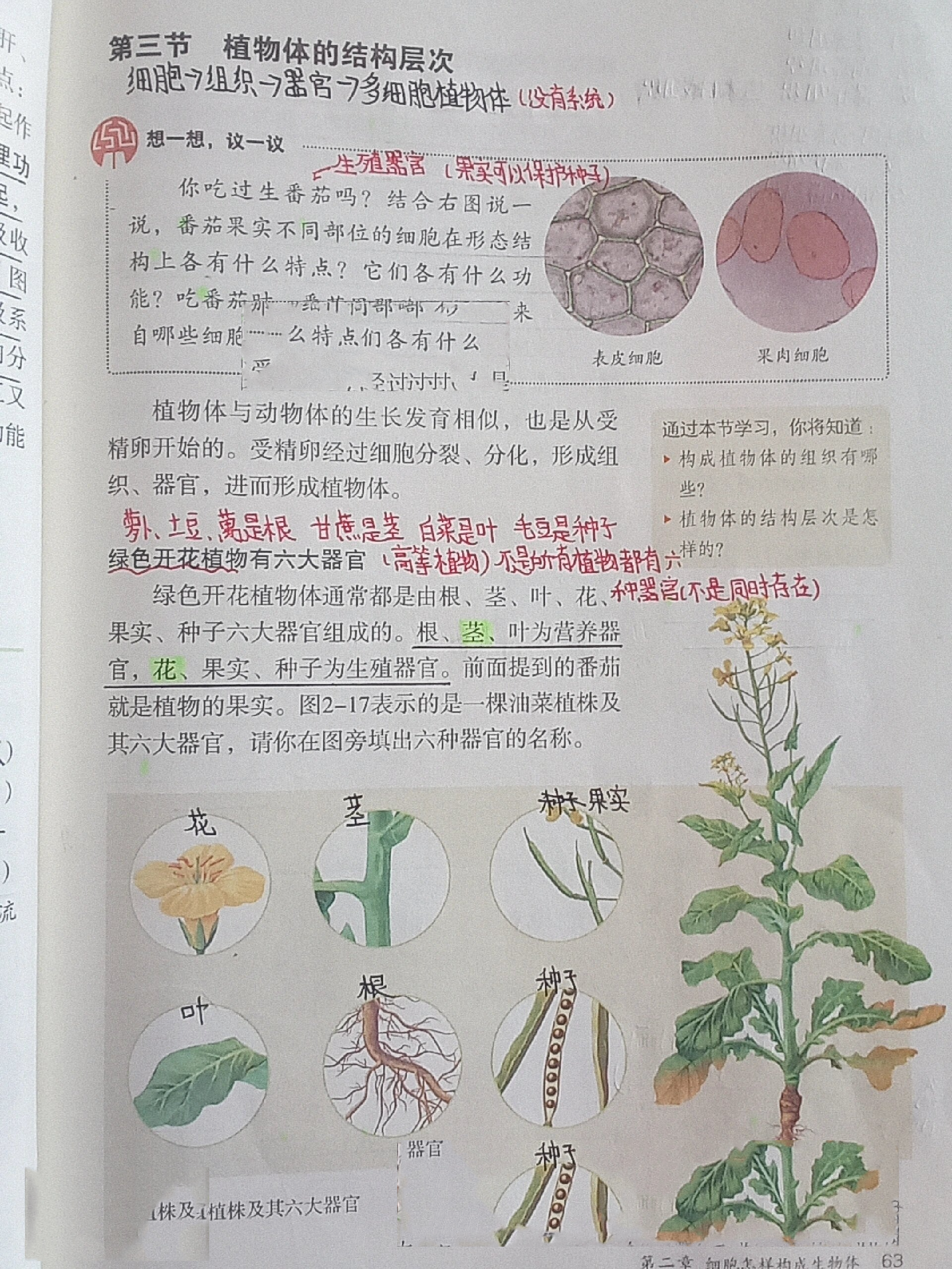 七上生物《植物体的结构层次》