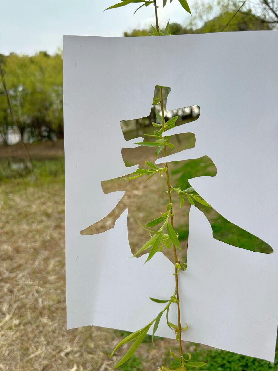 一个简单镂空春字 确实能装春天751596   看 跟风的 确实很好看