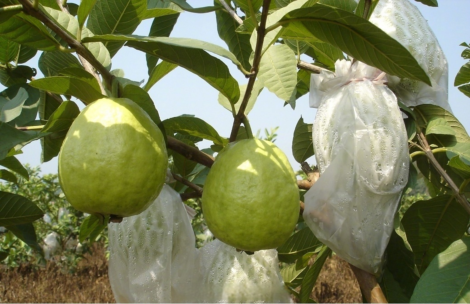 【#广州再添两个穗字号番石榴品种#】据广州市果树科学研究所介绍