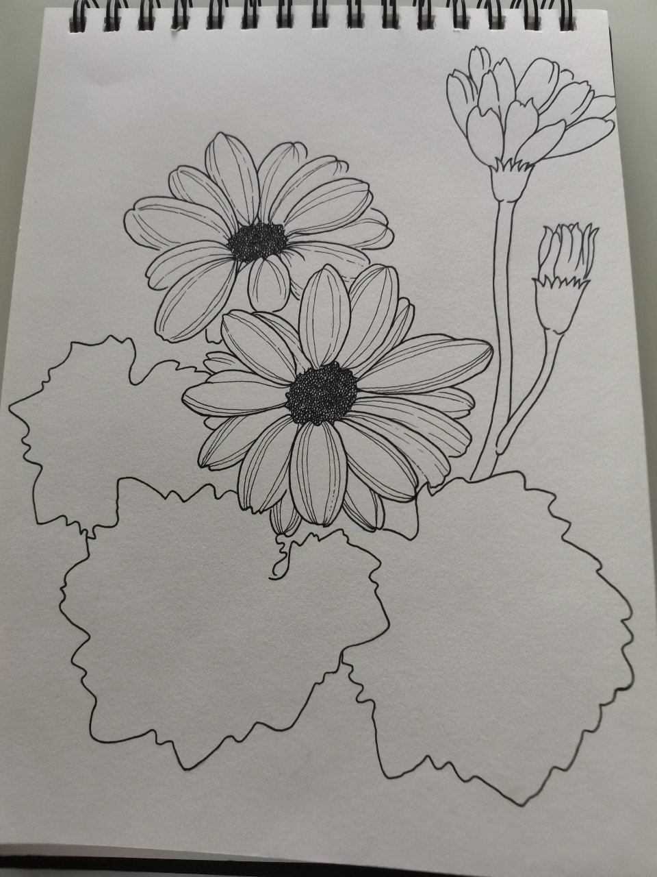 零基础学画画153～瓜叶菊(附步骤) 临摹《自在飞花》 	 图2:用铅笔定