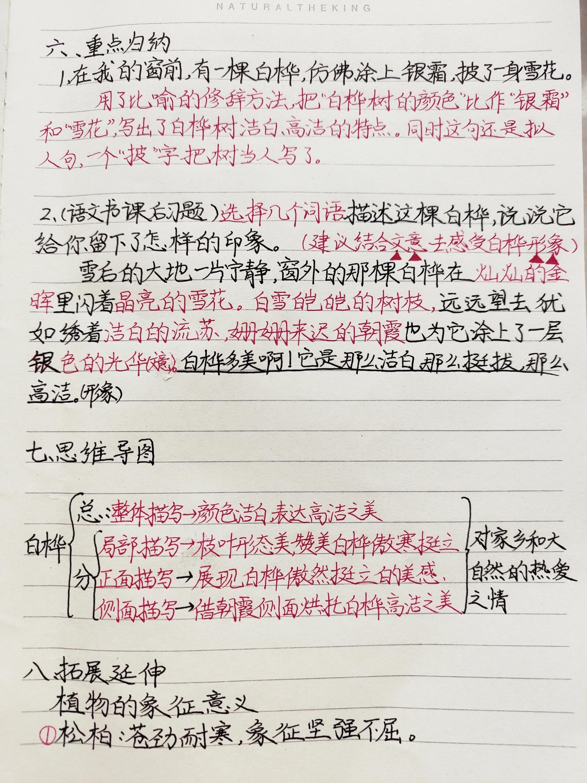 白桦课文笔记图片图片