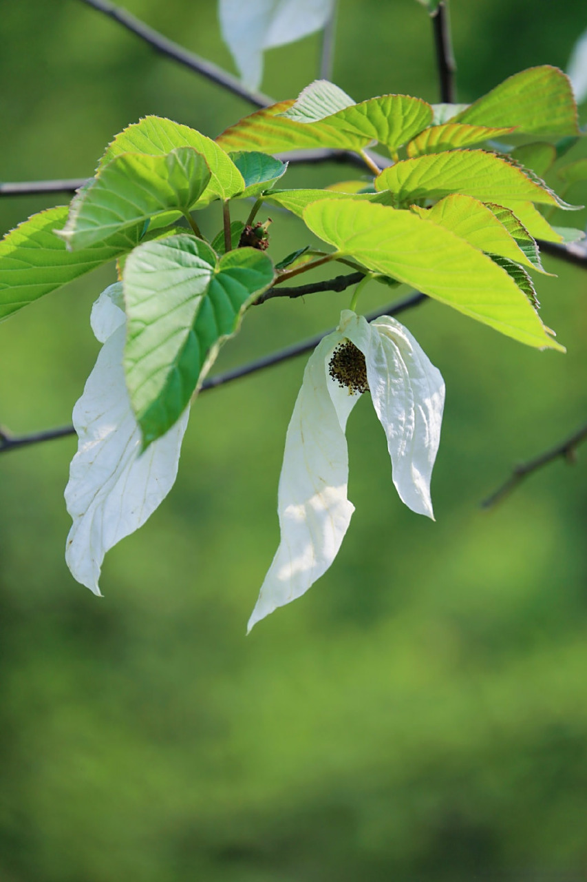 (图据又见都江堰 )