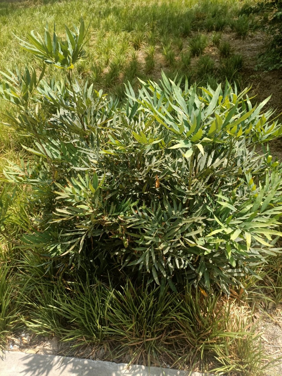 十大功劳,小檗(bo 四声)科,十大功劳属 灌木,高0.